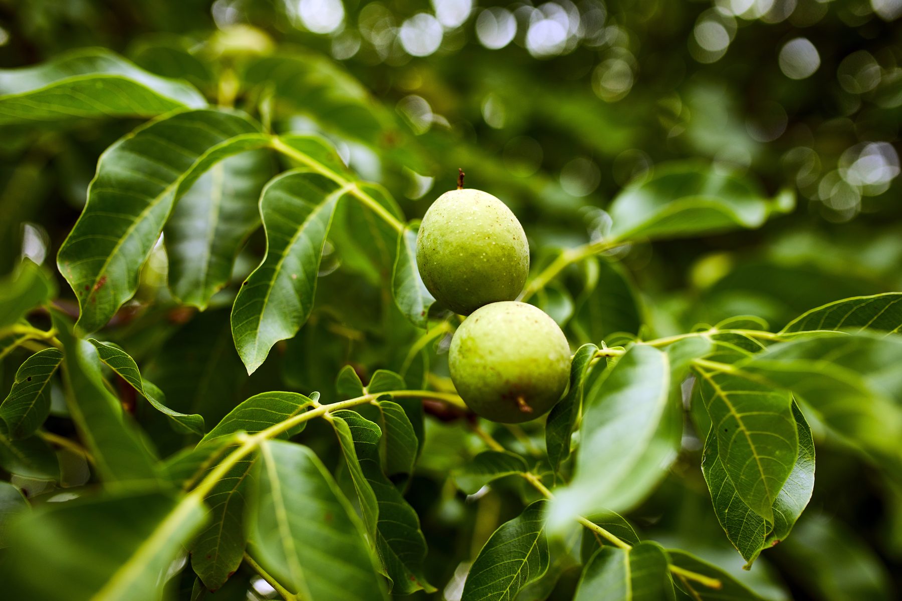 Nogal — árbol de nuez, símbolo de raíces profundas y crecimiento